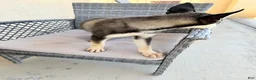 Pitsky dogs for sale: Pitsky 4 - Ad 5