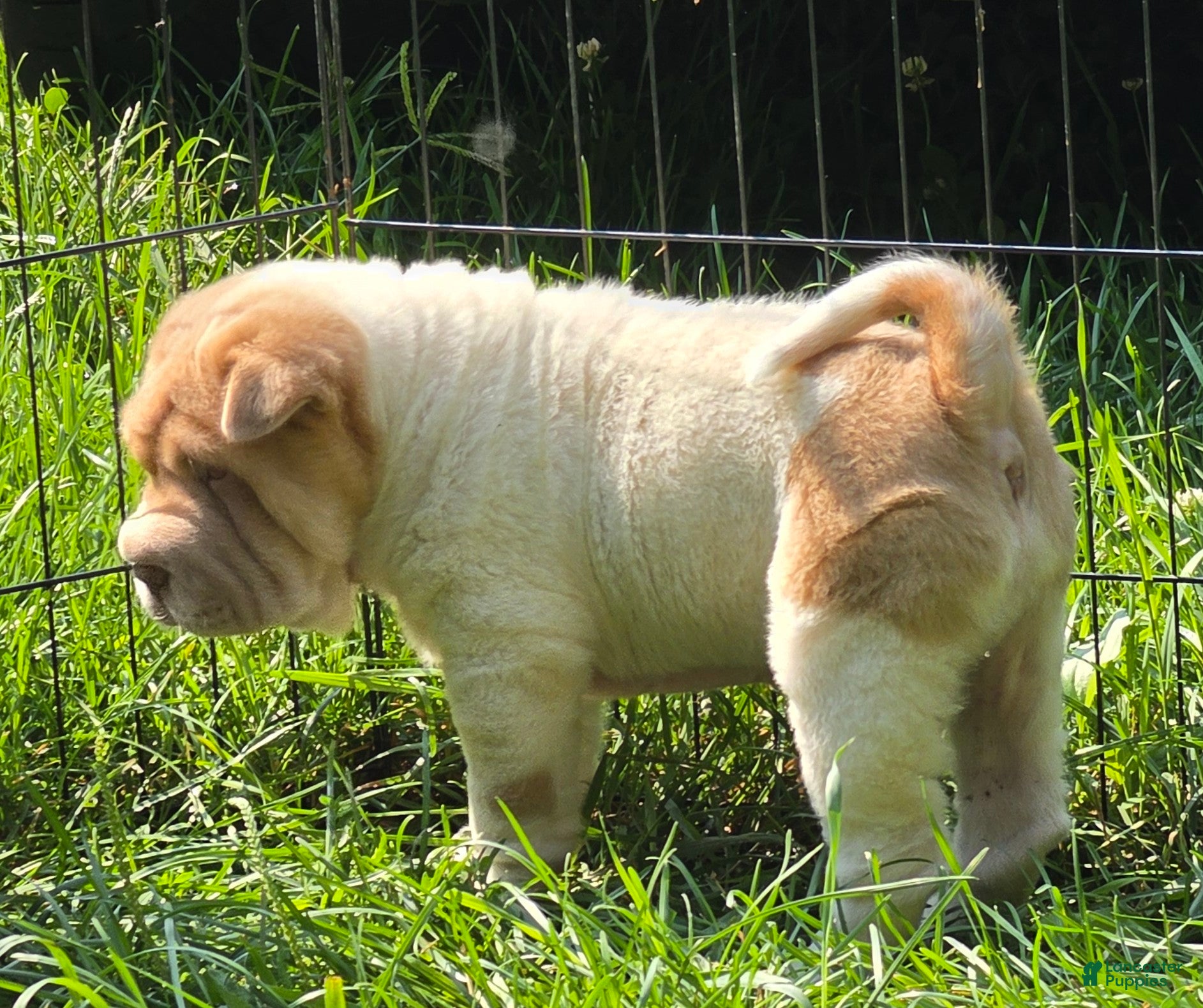 Shar Pei dogs Leo lilac flower brush mini - Ad 1