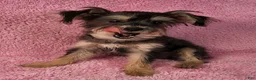 Yorkiepoo dogs for sale: Diamond Dream - Ad 7