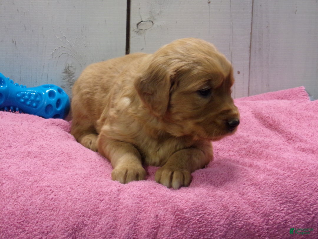 Golden Retriever dogs for sale: Piper - Ad 4