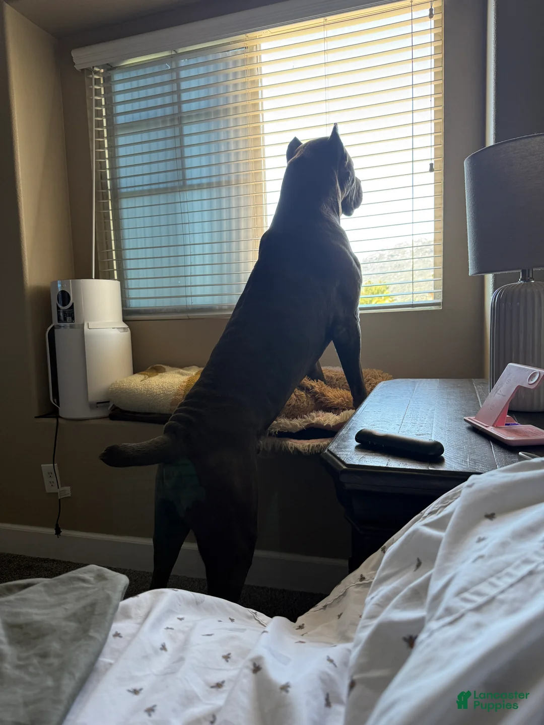 Mixed Breed dogs for sale: Mixed Breed Puppy 2 - Ad 19