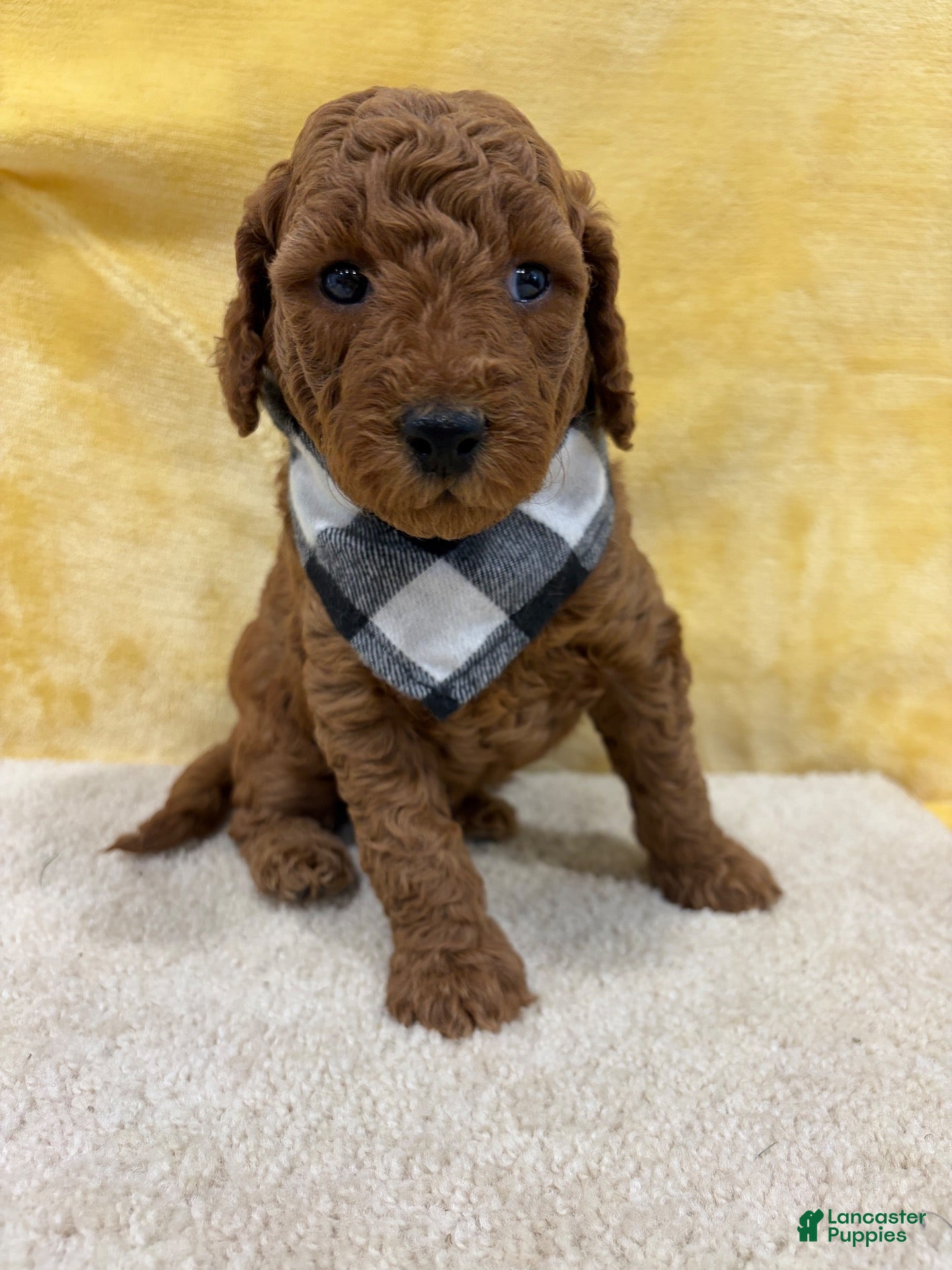 Mini Goldendoodle dogs Jade - Ad 1