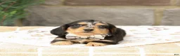 Miniature Dachshund dogs for sale: Jasper - Ad 4