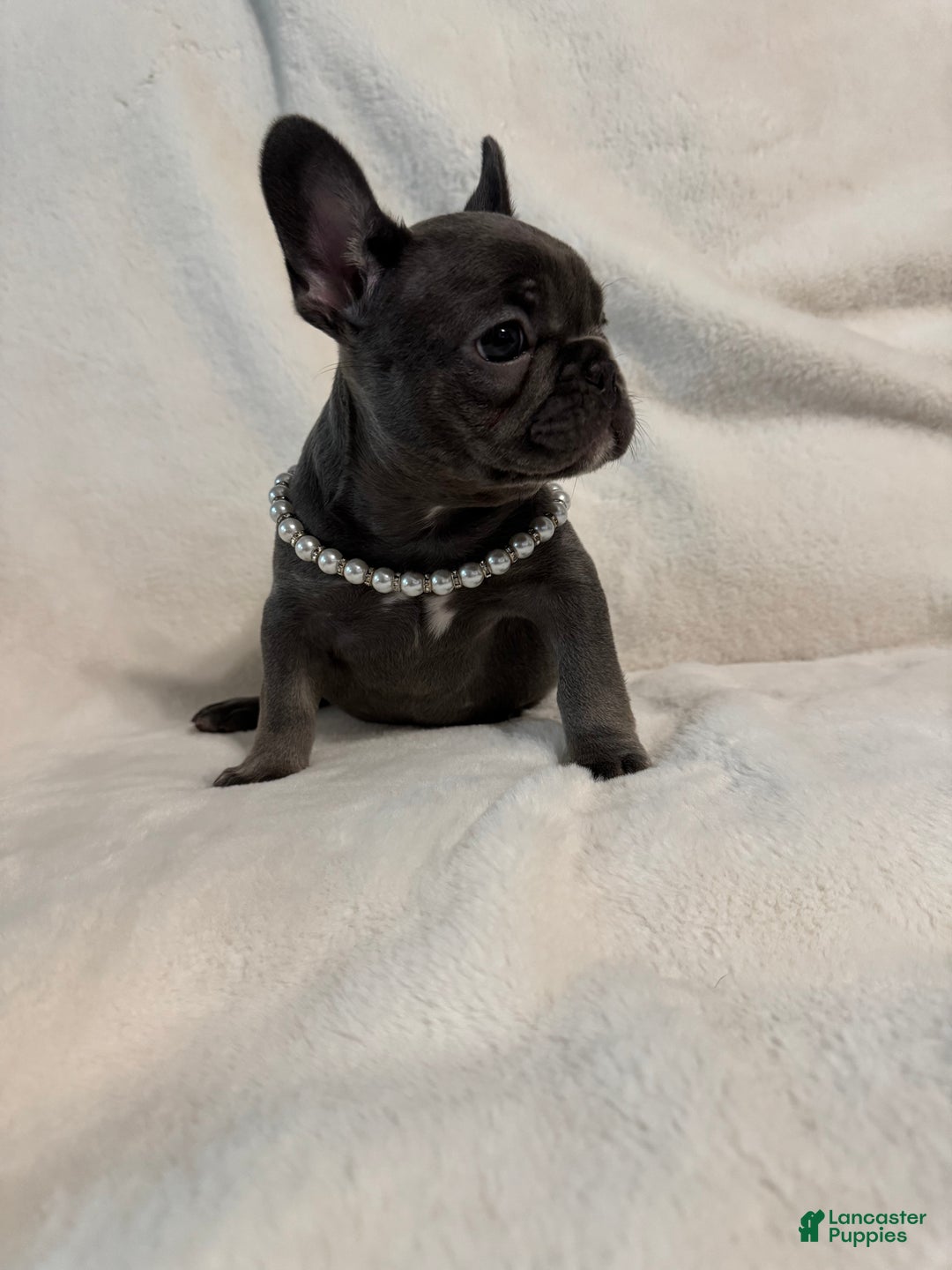 French Bulldog dogs for sale: French Bulldog litter of 1 puppies - Ad 6