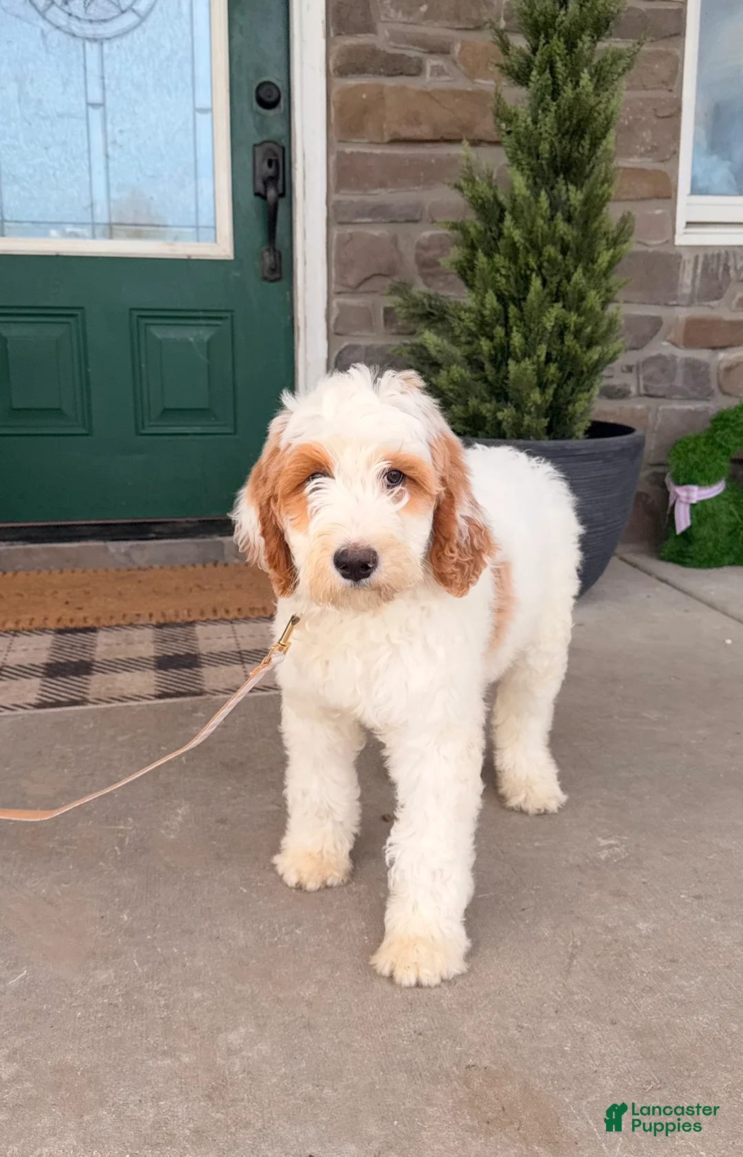 Bernedoodle dogs for sale: Bernedoodle Puppy 1 - Ad 1