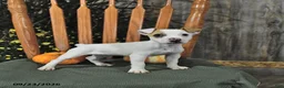 Jack Russell Terrier dogs for sale: Tinsley - Ad 4