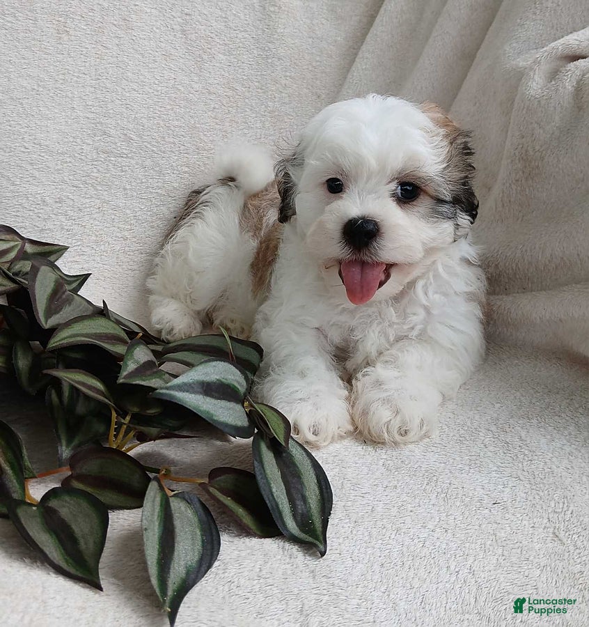 Teddy Bear dogs Connor - Ad 2