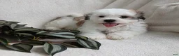 Teddy Bear dogs for sale: Connor - Ad 2