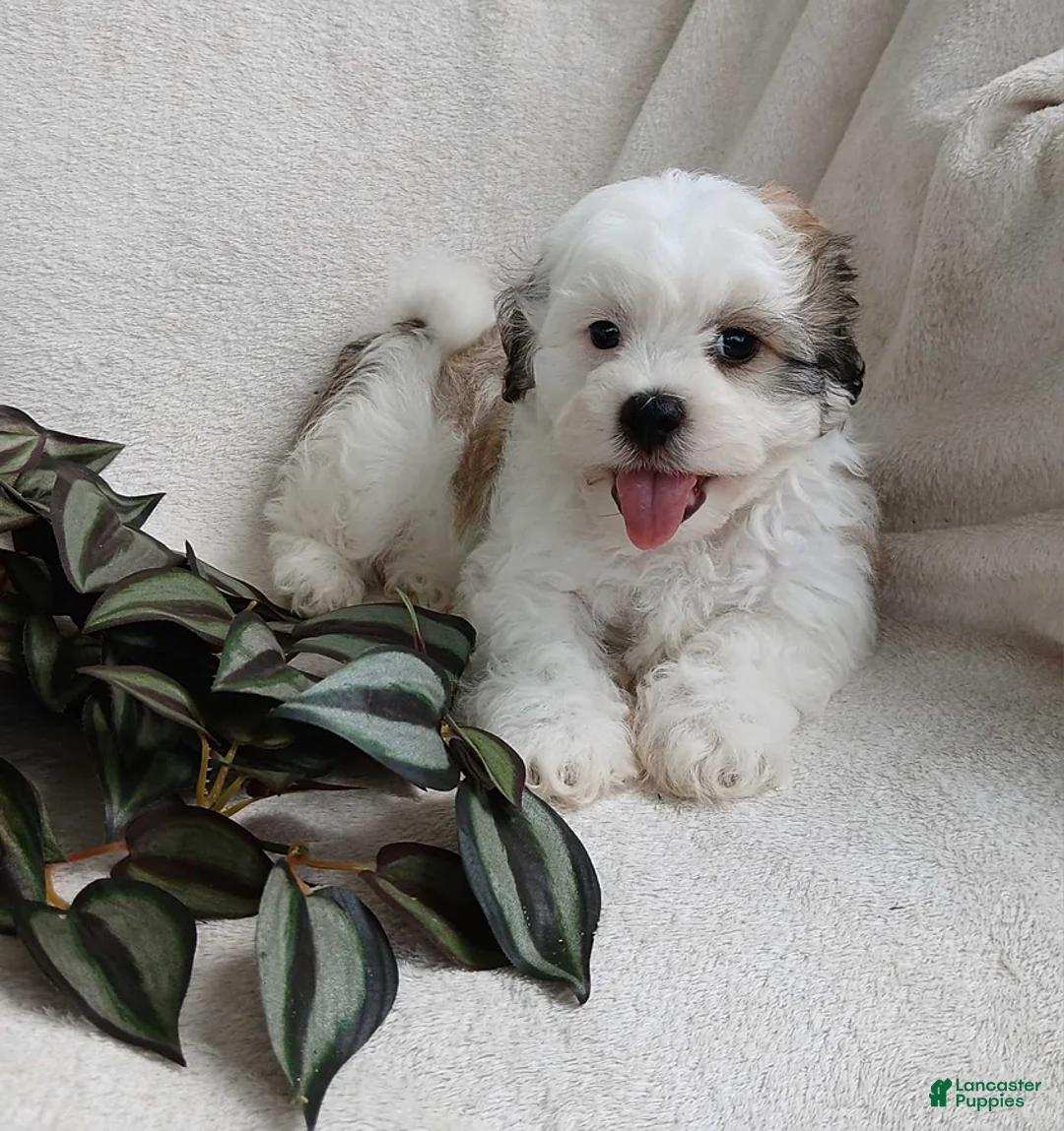 Teddy Bear dogs for sale: Connor - Ad 2