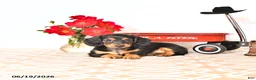 Miniature Dachshund dogs for sale: Sharri - Ad 4