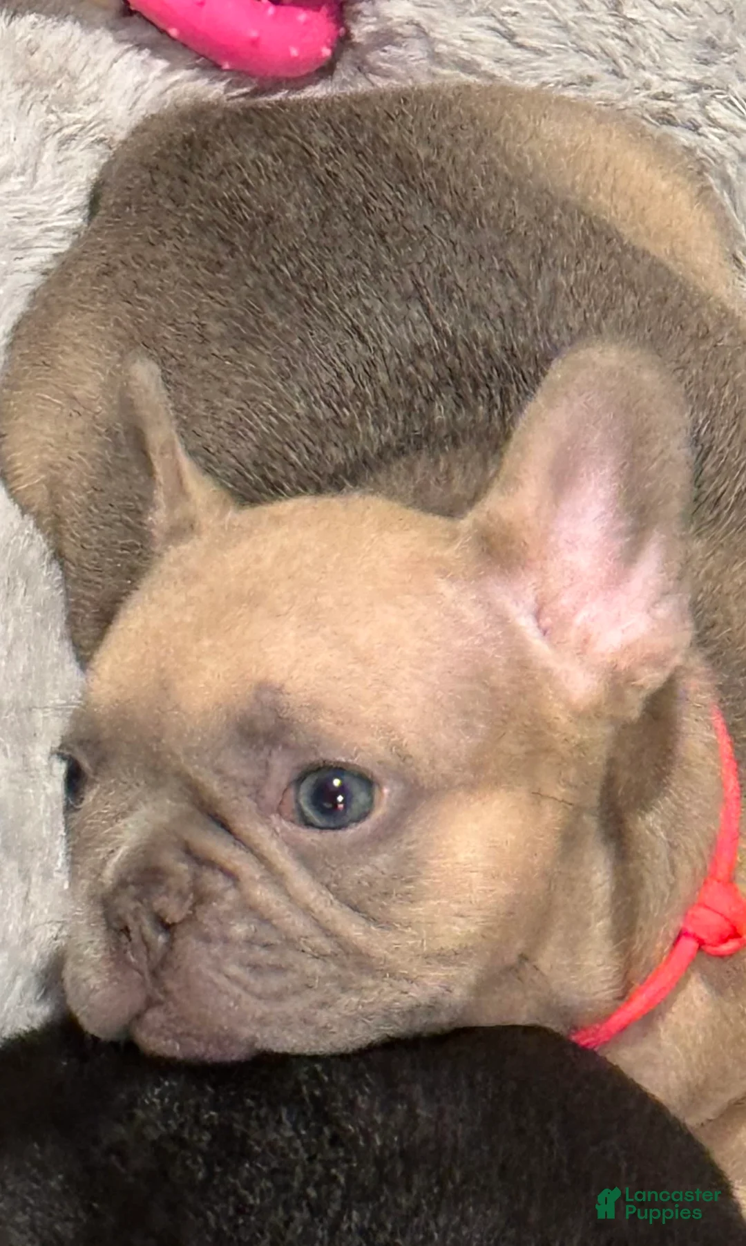 French Bulldog dogs for sale: Blessing - Ad 1