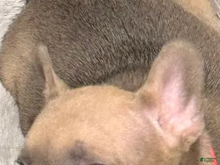 French Bulldog dogs Blessing - Ad 33