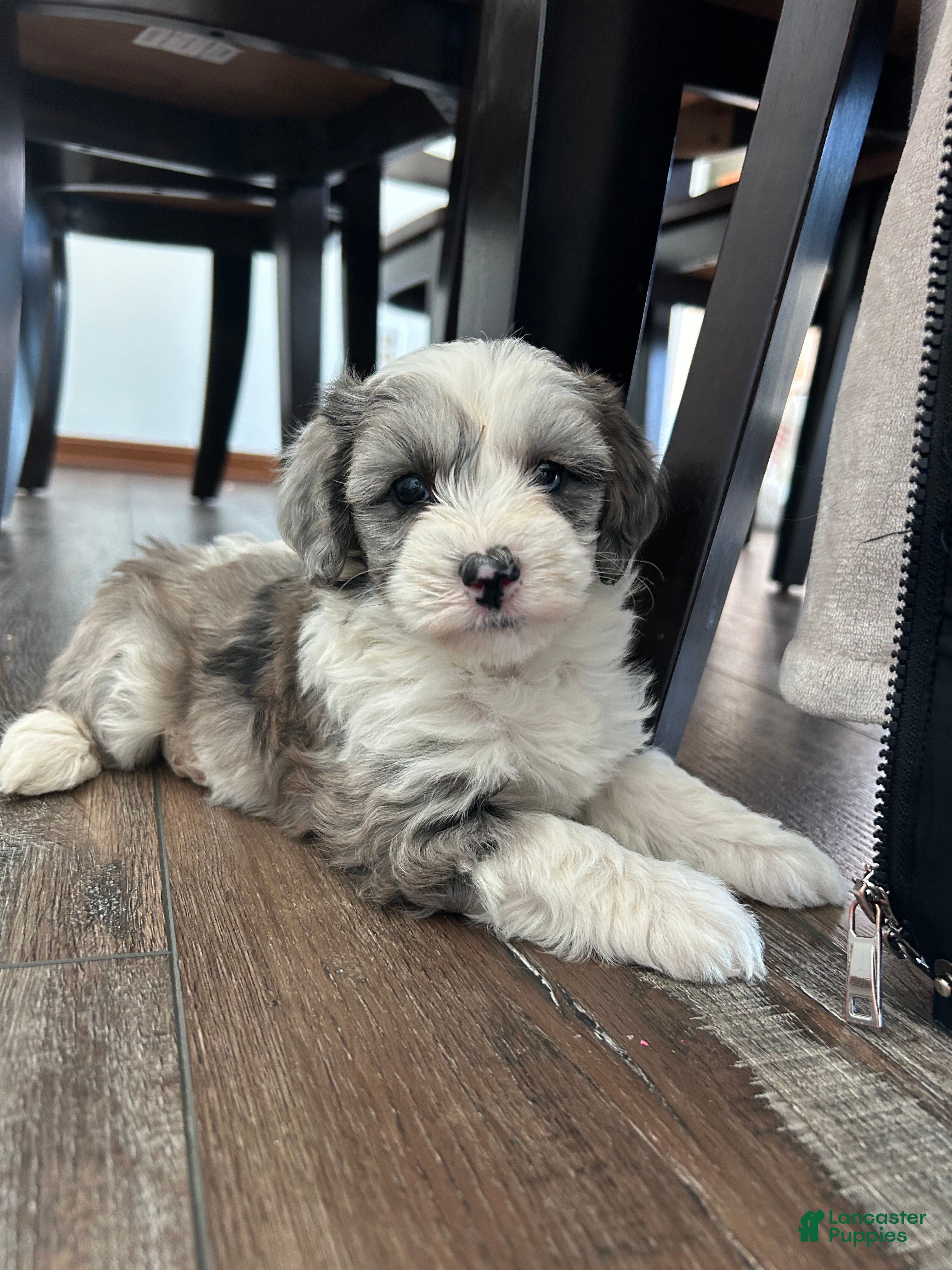 Mixed Breed dogs Skye - Ad 1