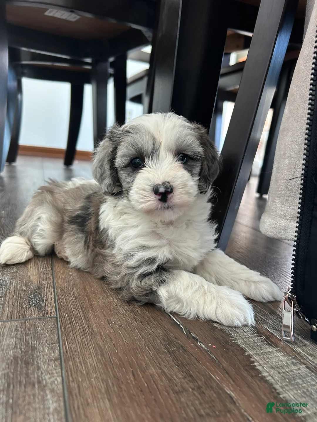 Mixed Breed dogs for sale: Skye - Ad 1