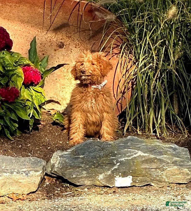 Mini Goldendoodle dogs for sale: Harper - Ad 1