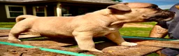 American Bully dogs for sale: American Bully Puppy 4 - Ad 1