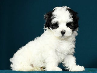 Maltipoo dogs - Ad 7