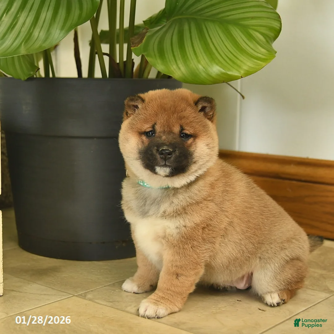 Shiba Inu dogs for sale: Cupid  - Ad 2