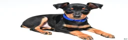 Miniature Pinscher dogs for sale: Buddy - Ad 1