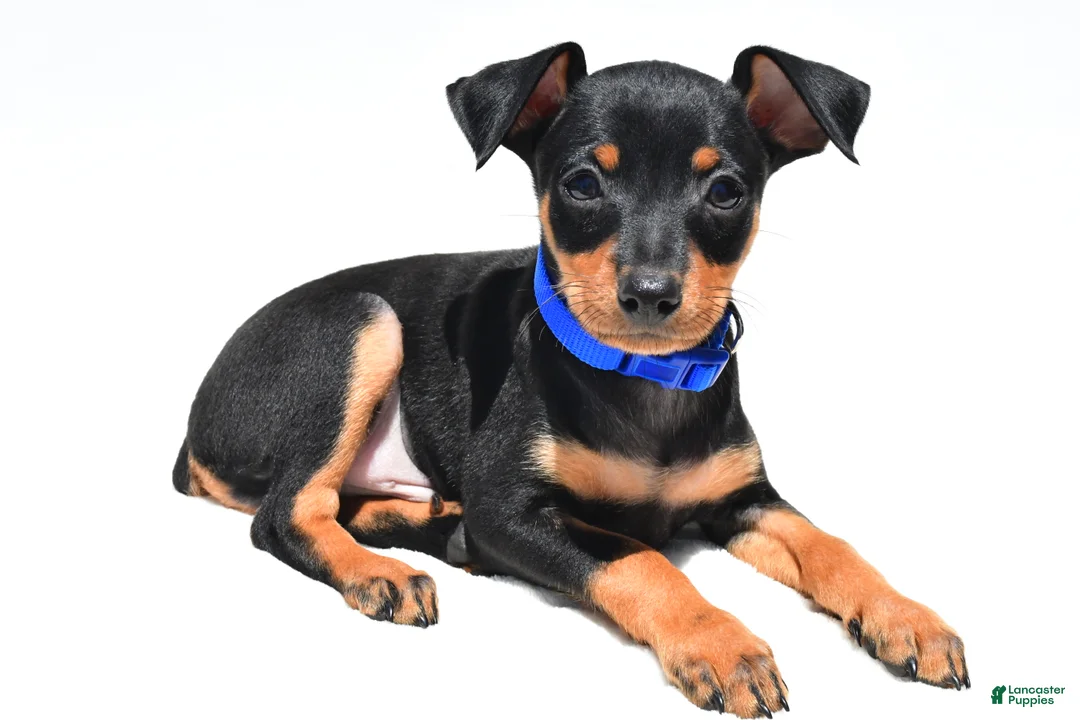 Miniature Pinscher dogs for sale: Buddy - Ad 1