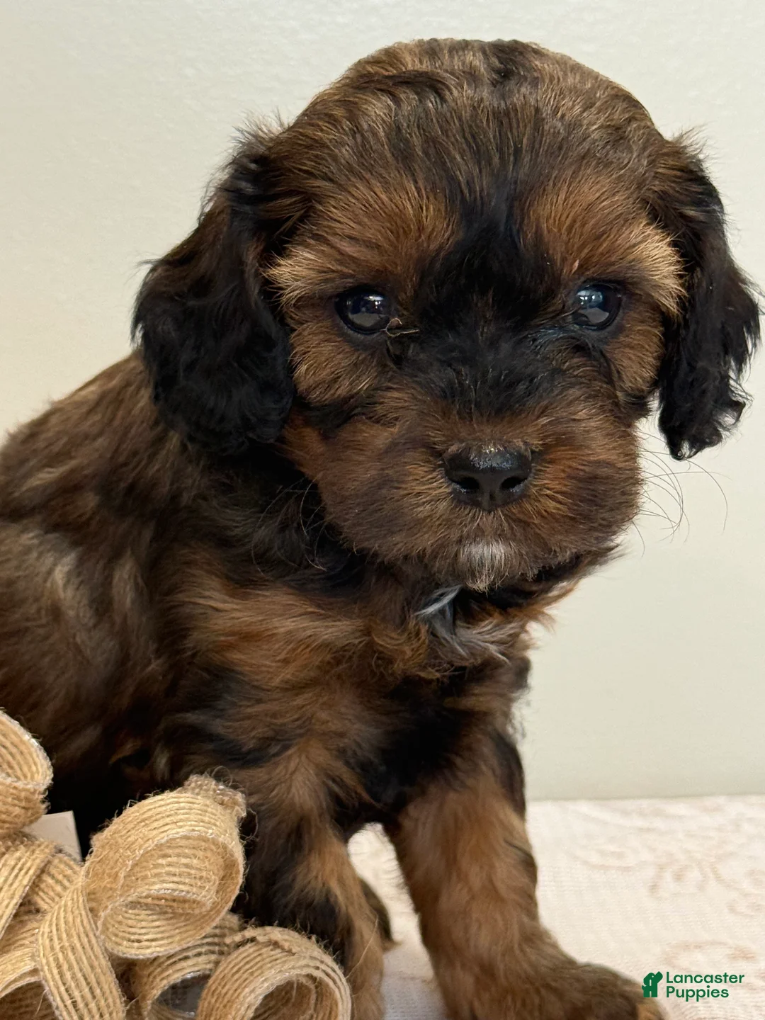 Cavapoo dogs for sale: Coffee Cavapoo  - Ad 2