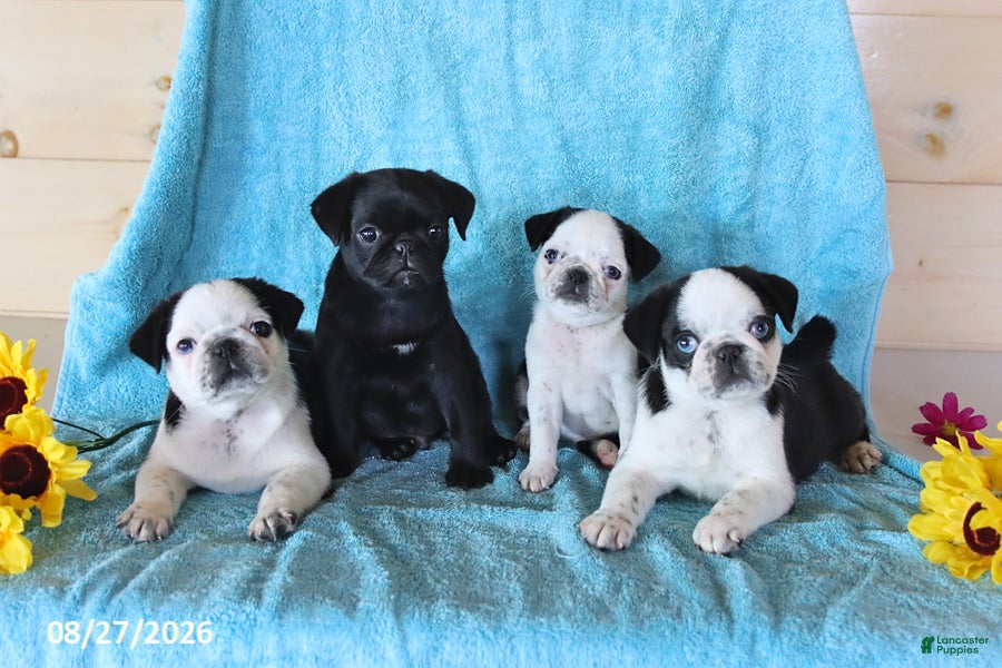 Pug dogs Sweetie - Ad 2