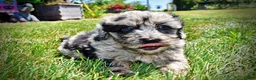 Havapoo dogs for sale: Indy - Ad 12