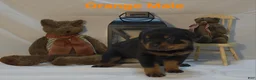 Rottweiler dogs for sale: Orange - Ad 3