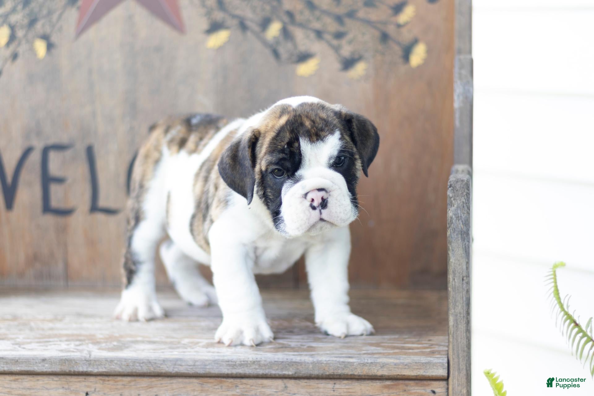 English Bulldog dogs English Bulldog 2 - Ad 1
