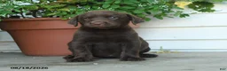 Labrador Retriever dogs for sale: Piper - Ad 5