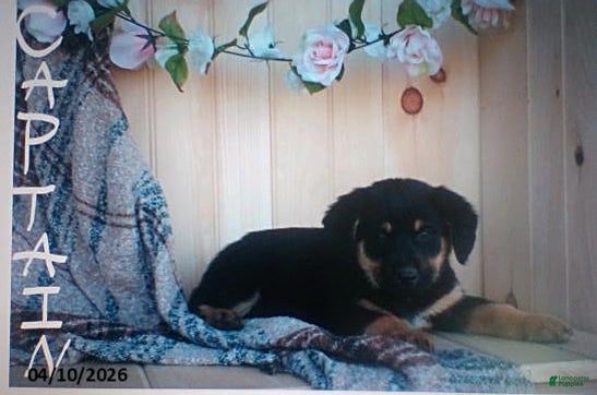 Mixed Breed dogs Captain - Ad 1