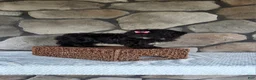 Shihpoo dogs for sale: Shelly - Ad 17