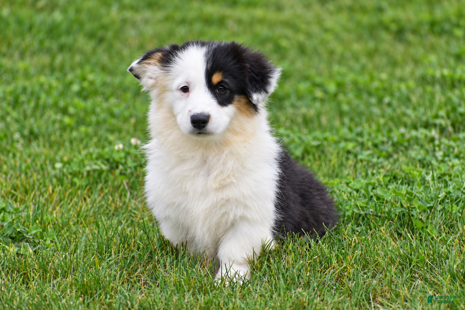 Welsh Corgi Pembroke dogs Jagger - Ad 1