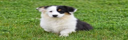Welsh Corgi Pembroke dogs for sale: Jagger - Ad 1