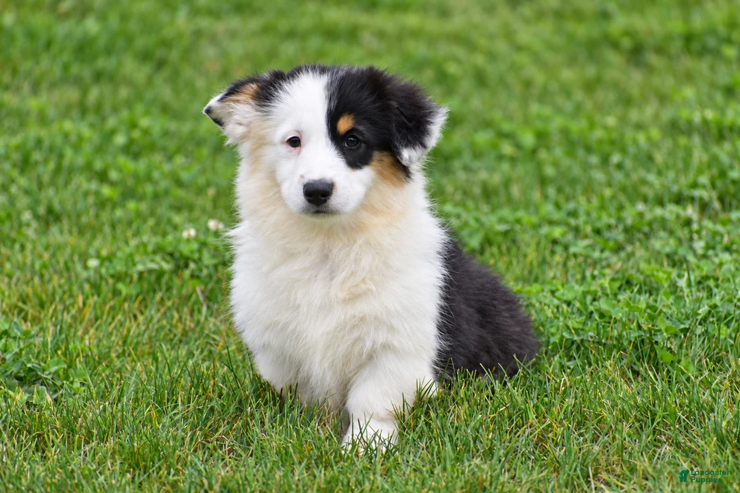 Welsh Corgi Pembroke dogs for sale: Jagger - Ad 1