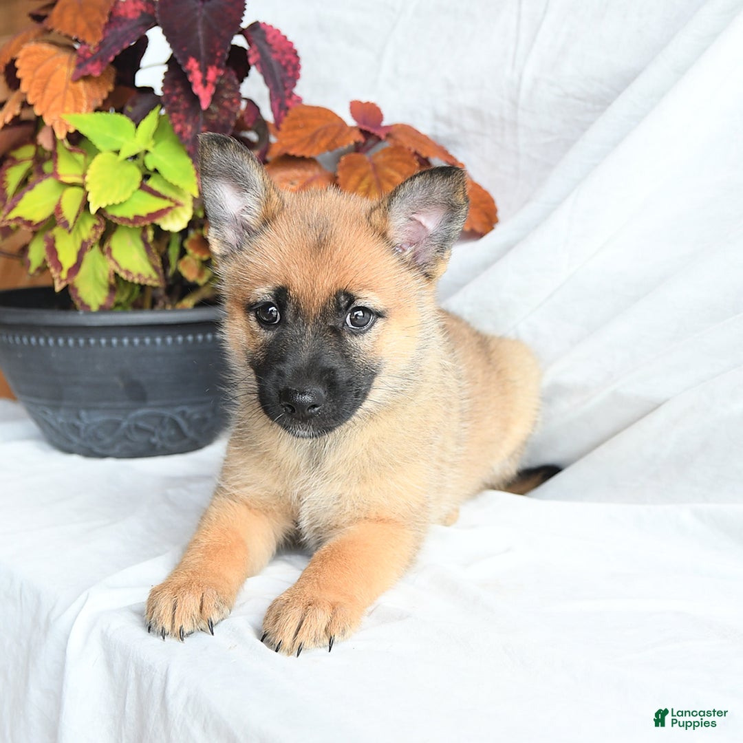 Mixed Breed dogs for sale: Thea - Ad 16