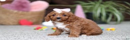 Cavapoo dogs for sale: Laci - Ad 2