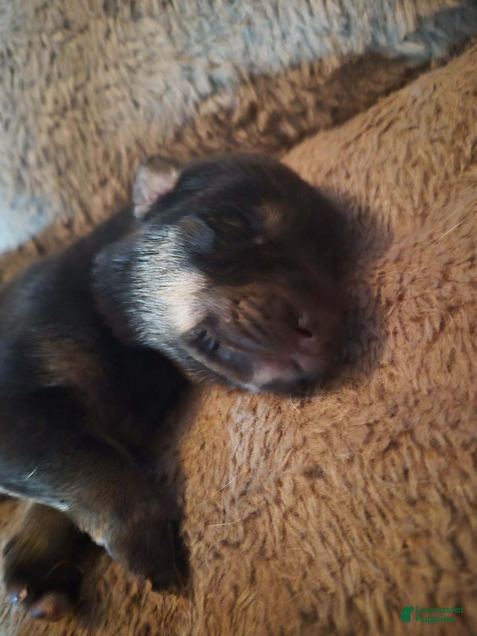 Mixed Breed dogs Mixed Breed 4 - Ad 21