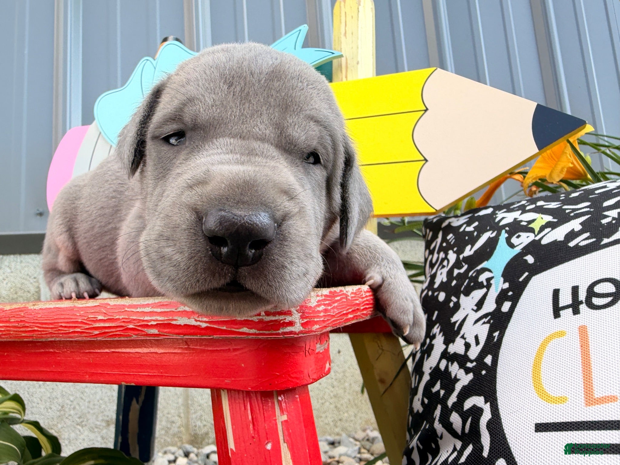 Great Dane dogs Larry - Ad 1
