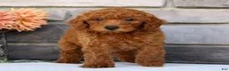 Miniature Poodle dogs for sale: Neo - Ad 5