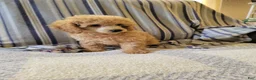 Toy Poodle dogs for sale: Toy Poodle 1 - Ad 2