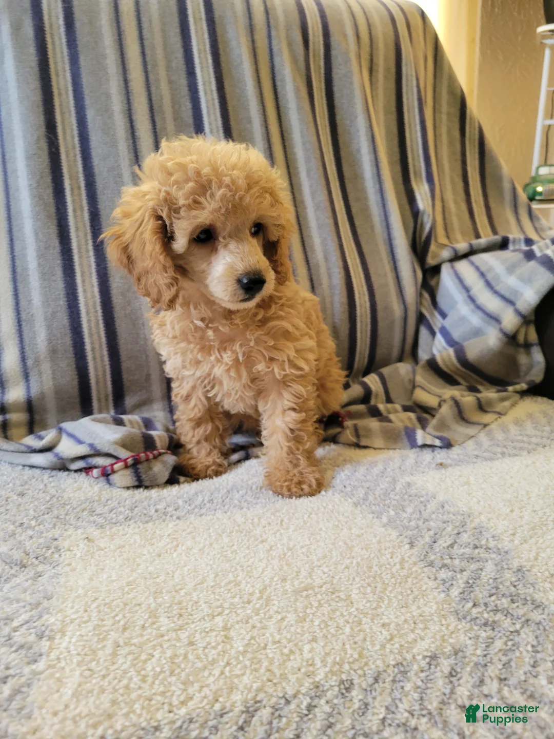 Toy Poodle dogs for sale: Toy Poodle 1 - Ad 2
