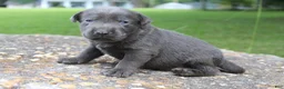 Labrador Retriever dogs for sale: Archie - Ad 4