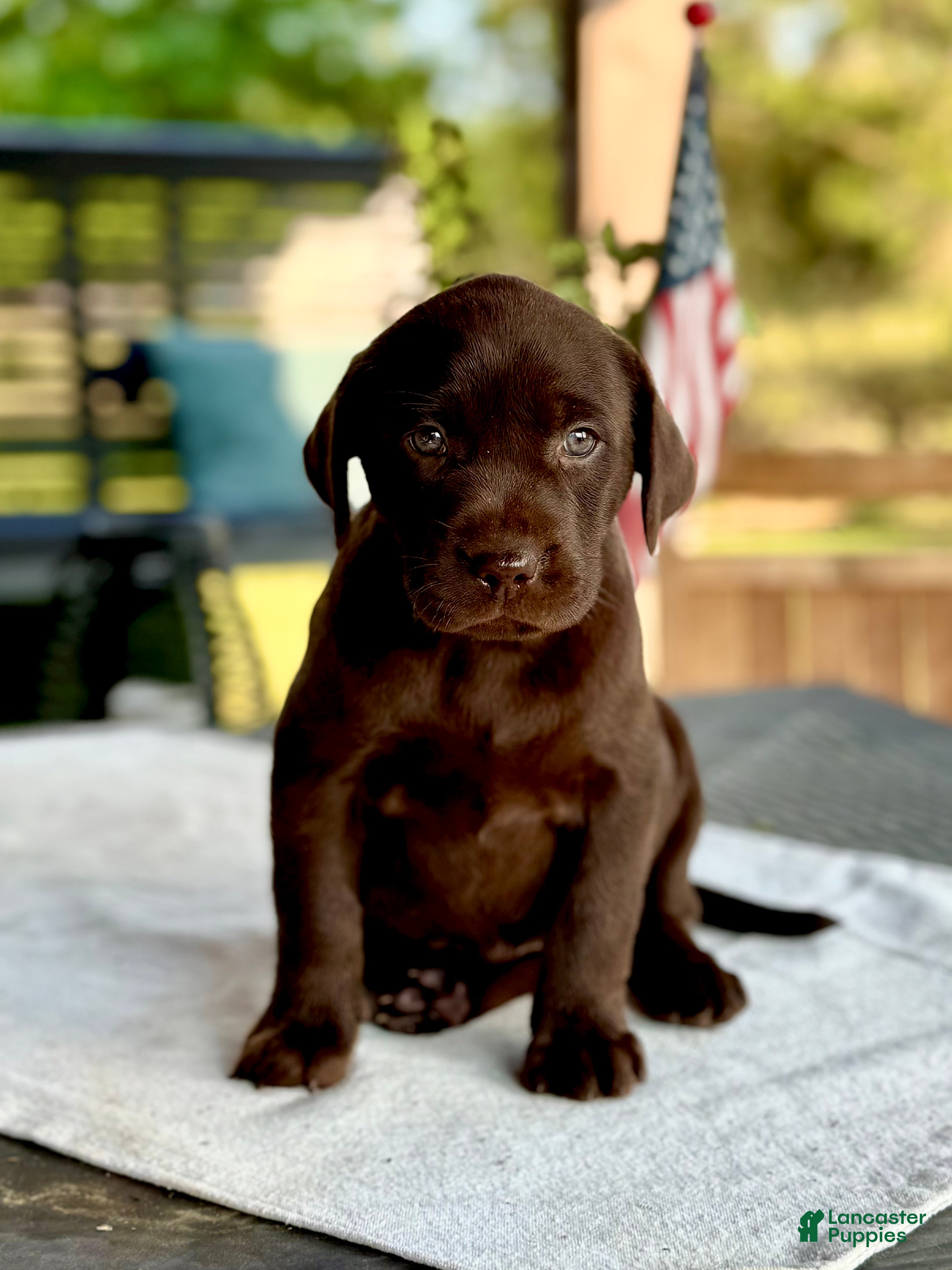 Labrador Retriever dogs Labrador Retriever 6 - Ad 3