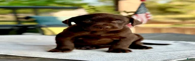 Labrador Retriever 6
