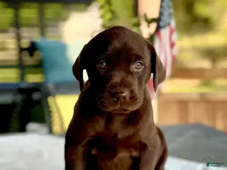 Labrador Retriever dogs Labrador Retriever 6 - Ad 3