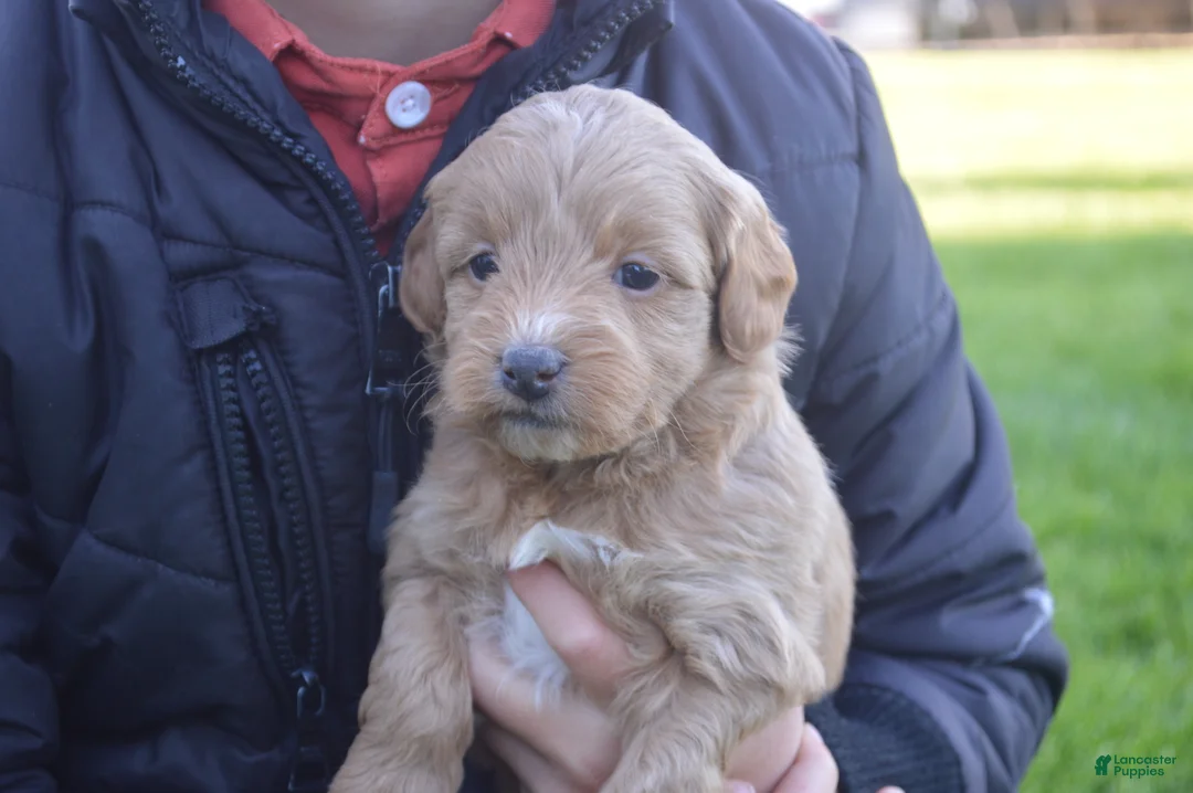 Mini Goldendoodle dogs for sale: Alita - Ad 1