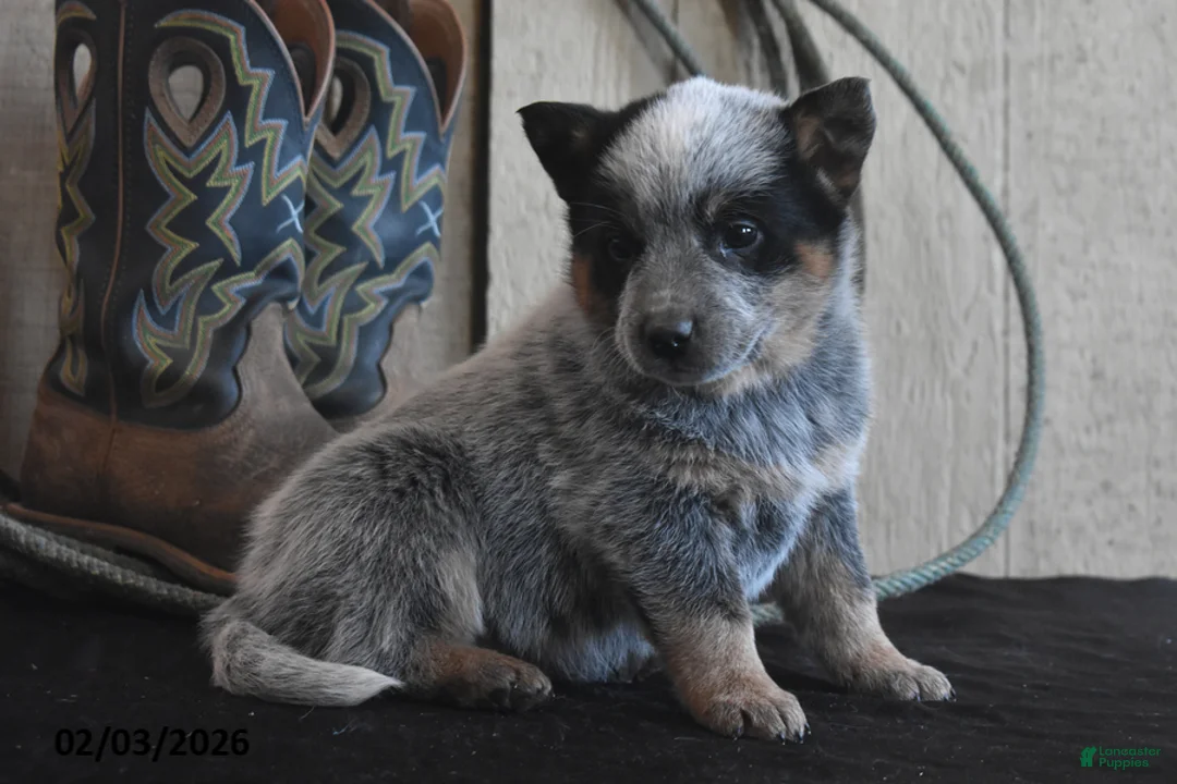 Australian Cattle Dog dogs for sale: Bobby Jo - Ad 4