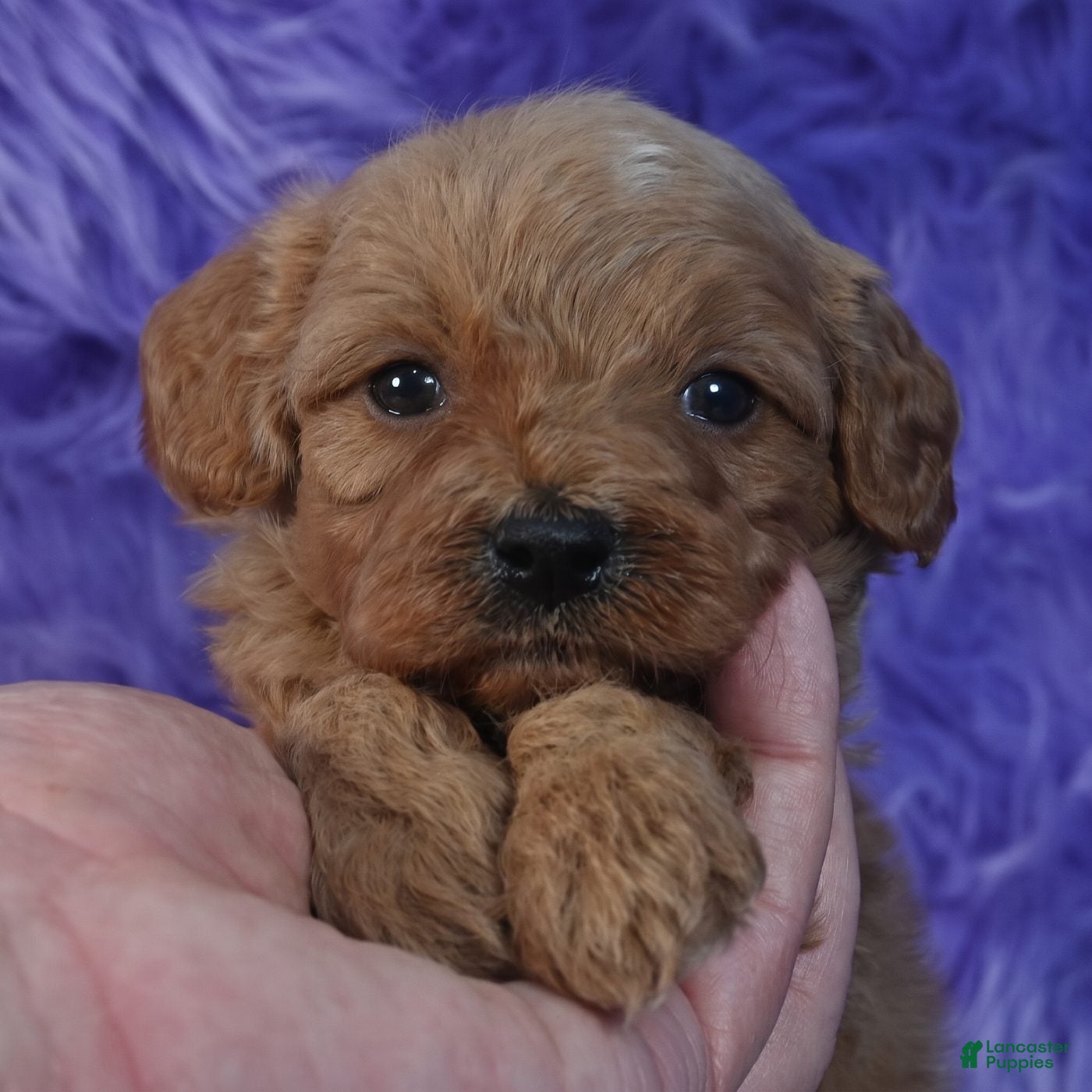 Cavapoo dogs for sale: Cavapoo 6 - Ad 2