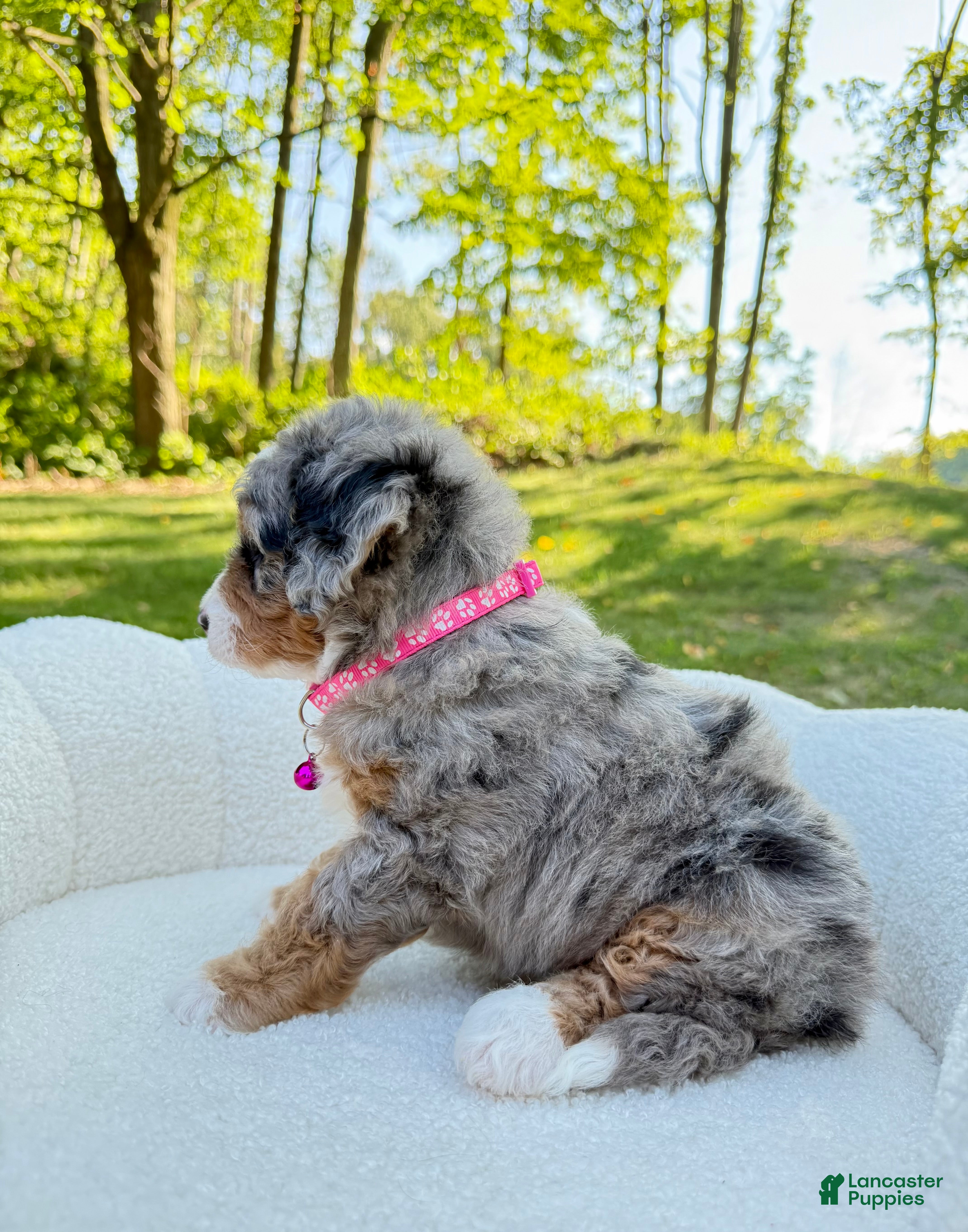 Mini Bernedoodle dogs Maggie  💖 - Ad 2